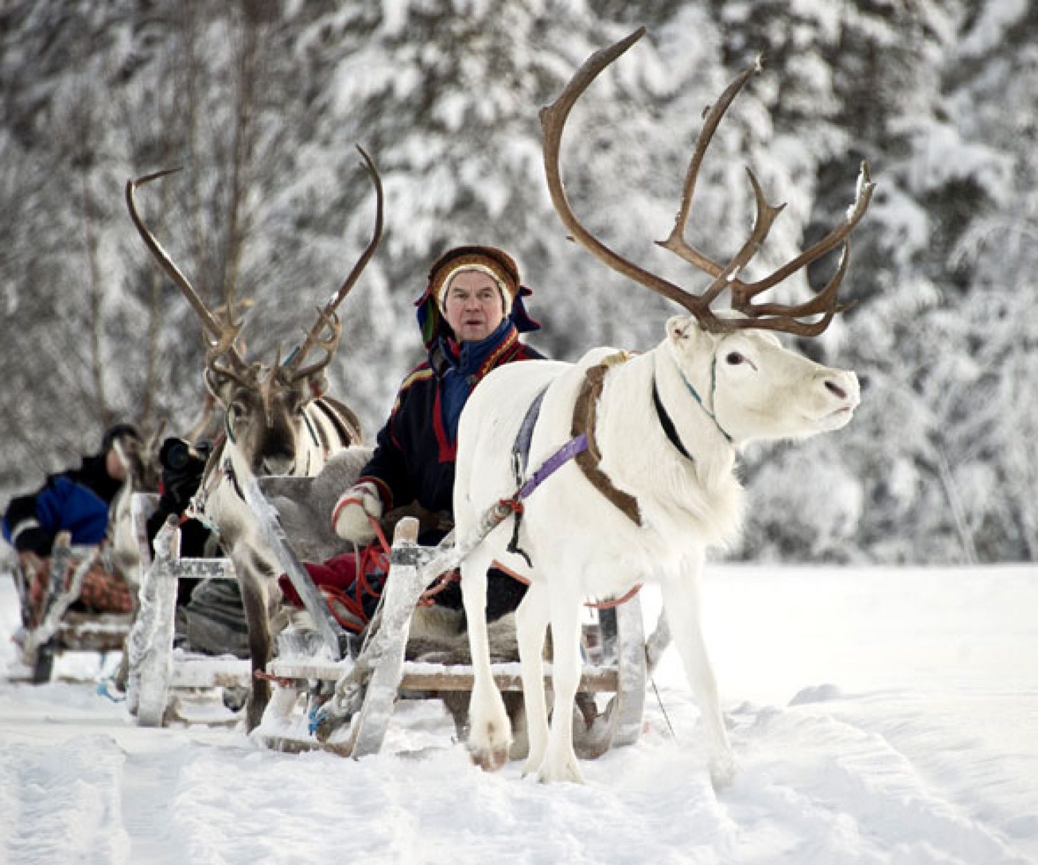 common mistakes in translation - reindeer